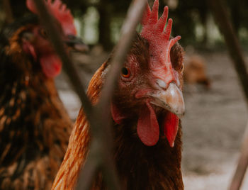 Close-up of rooster