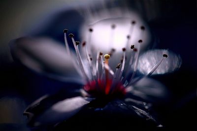 Close-up of flowers