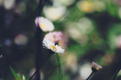 Close-up of flower blooming on tree