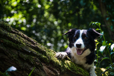 Portrait of a dog