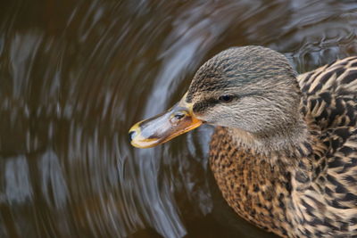 Close-up of duck swimming in lake