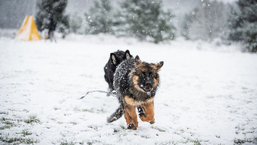 Dog on snow covered land