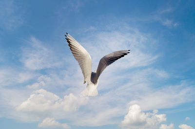 Low angle view of seagull flying against sky