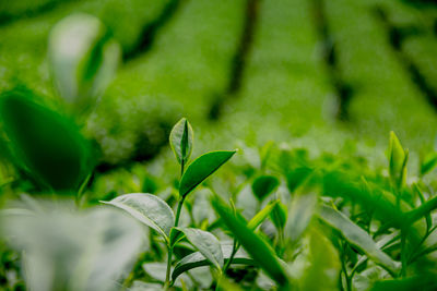 Close-up of plant growing on field