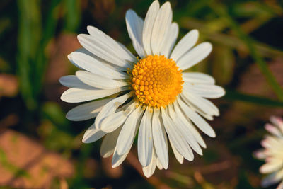 Close-up of white daisy