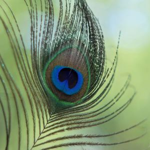 Close-up of peacock feather