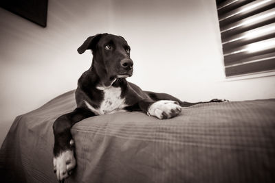 Portrait of dog sitting on bed at home