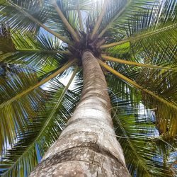 Low angle view of palm tree against sky