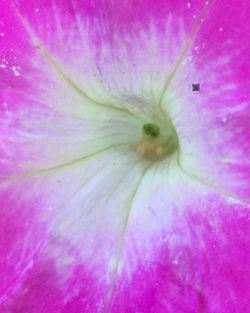 Extreme close up of flower