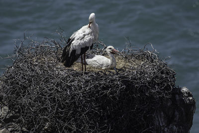 Birds perching on nest