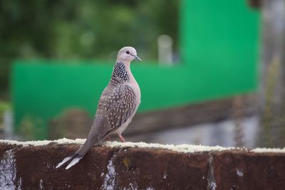 Close-up of bird perching on wall