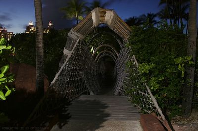 Walkway along trees