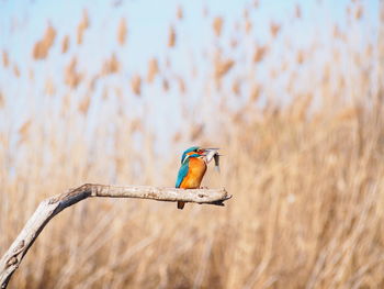 Close-up of bird perching on branch