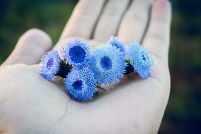 Close-up of hand holding blue flower