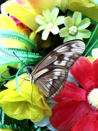 Close-up of butterfly pollinating on flower