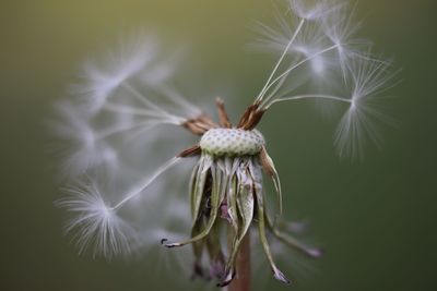 Close-up of wilted dandelion flower