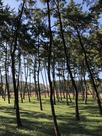 Trees in forest