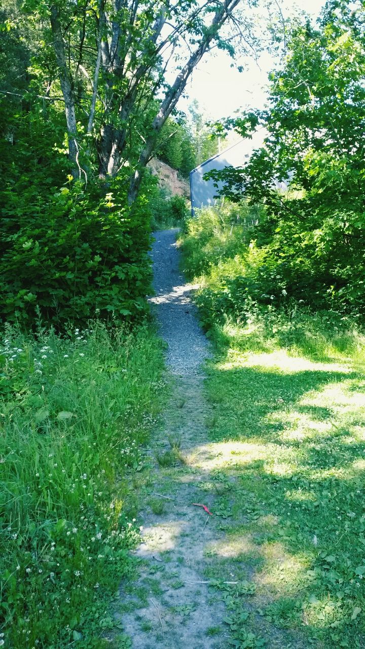 tree, green color, water, tranquility, growth, tranquil scene, nature, beauty in nature, scenics, lush foliage, forest, branch, grass, plant, green, idyllic, day, outdoors, river, non-urban scene