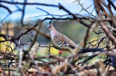 Bird perching on branch