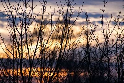 Silhouette of plants at sunset