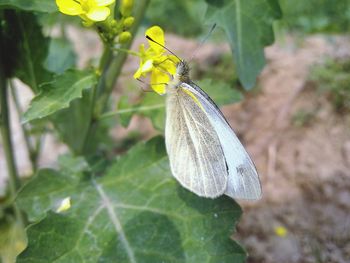 Close-up of butterfly perching on plant