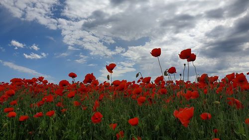 Red poppy flowers growing on field against sky