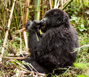 Gorilla relaxing on grassy field