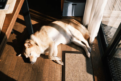 High angle view of a dog resting on wooden floor