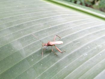 High angle view of insect on leaf