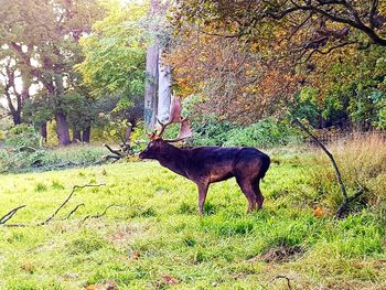 Horse on field in forest