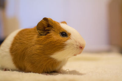 Close-up of hamster on carpet