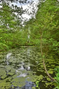 Scenic view of river flowing in forest