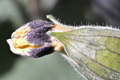 Close-up of plant against blurred background