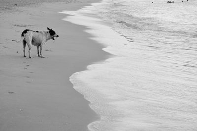 View of dog walking on beach