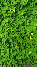 Green bush with little yellow flower