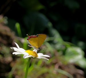 Close-up of insect on yellow flower