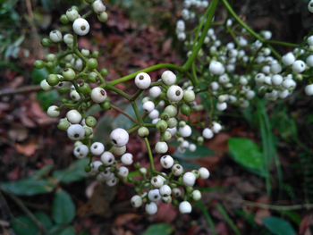 Close-up of berries growing on plant