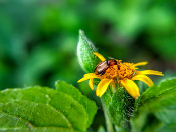 Close-up of honey bee on flower