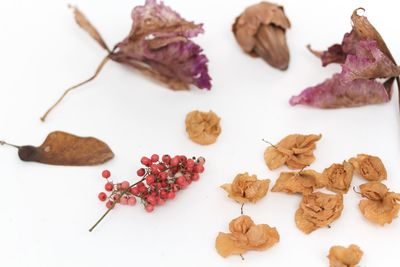 Close-up of dry flowers against white background