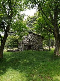 Plants growing on old abandoned building