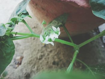 Close-up of flower growing outdoors