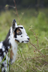 Close-up of a goat on land