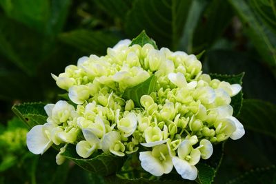 Close-up of white flowering plant