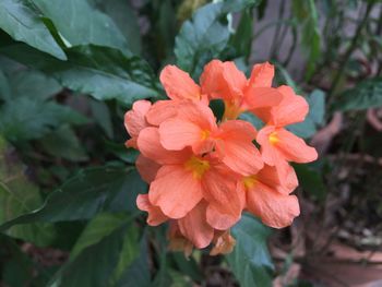 Close-up of orange hibiscus blooming outdoors