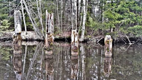 Trees in forest