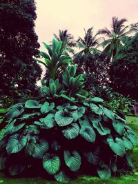 Plants growing on tree