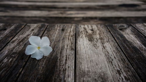 Close-up of white flowering plant