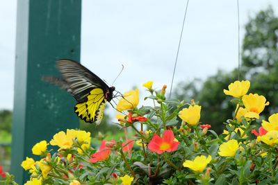 Butterfly pollinating flower