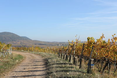 Scenic view of vineyard against sky