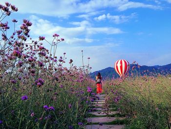 Pink flowers blooming in park